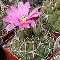 Нажмите на изображение для увеличения.

Название:	Gymnocalycium schuetzianum FR430..JPG
Просмотров:	386
Размер:	241.5 Кб
ID:	344531