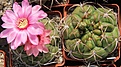 Нажмите на изображение для увеличения.

Название:	Gymnocalycium schuetzianum FR430...JPG
Просмотров:	380
Размер:	241.6 Кб
ID:	344532