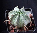 Нажмите на изображение для увеличения.

Название:	Euphorbia meloformis_7.13.jpg
Просмотров:	327
Размер:	95.9 Кб
ID:	344545