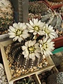 Нажмите на изображение для увеличения.

Название:	Gymnocalycium ragonesii-1.JPG
Просмотров:	387
Размер:	232.6 Кб
ID:	344579