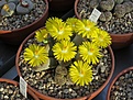 Нажмите на изображение для увеличения.

Название:	Lithops_gesinae_v_annae_C78_IMG_7461.jpg
Просмотров:	385
Размер:	221.6 Кб
ID:	344637