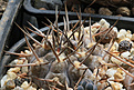 Нажмите на изображение для увеличения.

Название:	Gymnocalycium_riojense_piltziorum_JL60_.jpg
Просмотров:	156
Размер:	227.1 Кб
ID:	344638