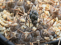 Нажмите на изображение для увеличения.

Название:	Gymnocalycium_riojense_piltziorum_JL60.jpg
Просмотров:	159
Размер:	219.3 Кб
ID:	344639