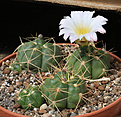 Нажмите на изображение для увеличения.

Название:	Gymnocalycium_horstii_HU79.jpg
Просмотров:	342
Размер:	221.3 Кб
ID:	344647