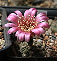 Нажмите на изображение для увеличения.

Название:	Gymnocalycium_xheidiae_GN925-3028.jpg
Просмотров:	341
Размер:	202.2 Кб
ID:	344648