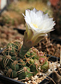 Нажмите на изображение для увеличения.

Название:	Gymnocalycium_denudatum.jpg
Просмотров:	349
Размер:	225.5 Кб
ID:	344661