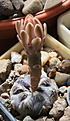 Нажмите на изображение для увеличения.

Название:	Gymnocalycium_nataliae_LB1408.jpg
Просмотров:	328
Размер:	221.4 Кб
ID:	344662
