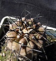 Нажмите на изображение для увеличения.

Название:	Copiapoa cinerea JO749.01_7y_8.11.JPG
Просмотров:	249
Размер:	163.0 Кб
ID:	344689