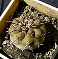 Нажмите на изображение для увеличения.

Название:	Copiapoa cinerea JO745.1_7y_8.11.JPG
Просмотров:	233
Размер:	181.2 Кб
ID:	344690