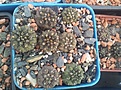 Нажмите на изображение для увеличения.

Название:	Copiapoa_calderana.jpg
Просмотров:	254
Размер:	226.1 Кб
ID:	344698