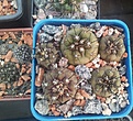 Нажмите на изображение для увеличения.

Название:	Copiapoa_cinerea.jpg
Просмотров:	253
Размер:	245.0 Кб
ID:	344699