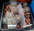 Нажмите на изображение для увеличения.

Название:	Copiapoa_krainziana.jpg
Просмотров:	249
Размер:	243.3 Кб
ID:	344701