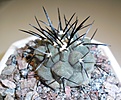 Нажмите на изображение для увеличения.

Название:	Copiapoa_cinerea.JPG
Просмотров:	246
Размер:	201.2 Кб
ID:	344703