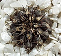 Нажмите на изображение для увеличения.

Название:	c_echinoides.jpg
Просмотров:	254
Размер:	245.3 Кб
ID:	344706