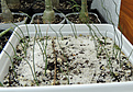 Нажмите на изображение для увеличения.

Название:	albuca-spiralis+ornitog-small.jpg
Просмотров:	408
Размер:	125.2 Кб
ID:	344728