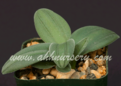 Нажмите на изображение для увеличения.

Название:	Rhadamanthus-platyphyllus.png
Просмотров:	389
Размер:	199.2 Кб
ID:	344735
