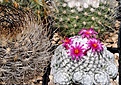 Нажмите на изображение для увеличения.

Название:	Mammillaria humboldtii.jpg
Просмотров:	117
Размер:	163.8 Кб
ID:	344768