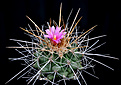 Нажмите на изображение для увеличения.

Название:	Thelocactus rinconensis ssp. freudenbergeri.jpg
Просмотров:	115
Размер:	160.5 Кб
ID:	344833