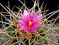 Нажмите на изображение для увеличения.

Название:	Thelocactus rinconensis ssp. freudenbergeri bl..jpg
Просмотров:	115
Размер:	165.4 Кб
ID:	344834