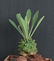 Нажмите на изображение для увеличения.

Название:	Euphorbia bupleurifolia hybrid_7.14.JPG
Просмотров:	339
Размер:	289.4 Кб
ID:	344842