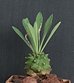 Нажмите на изображение для увеличения.

Название:	Euphorbia bupleurifolia hybrid_7.14.JPG
Просмотров:	309
Размер:	289.4 Кб
ID:	344842