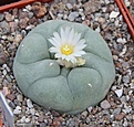 Нажмите на изображение для увеличения.

Название:	Lophophora diffusa swobodiana km 106, road 120 Quer.JPG
Просмотров:	147
Размер:	288.7 Кб
ID:	344873