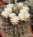 Нажмите на изображение для увеличения.

Название:	Gymnocalycium pungens MG.JPG
Просмотров:	152
Размер:	273.4 Кб
ID:	344874