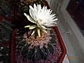 Нажмите на изображение для увеличения.

Название:	Discocactus pugionacanthus.JPG
Просмотров:	341
Размер:	167.0 Кб
ID:	344908