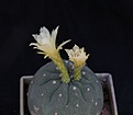 Нажмите на изображение для увеличения.

Название:	Matucana madisoniorum f. albiflora_10y_11.7.14.JPG
Просмотров:	158
Размер:	176.5 Кб
ID:	344914