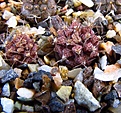 Нажмите на изображение для увеличения.

Название:	Gymnocalycium_friedrichii_cv_violet.jpg
Просмотров:	892
Размер:	163.7 Кб
ID:	344921