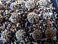 Нажмите на изображение для увеличения.

Название:	Gymnocalycium_asterium.jpg
Просмотров:	901
Размер:	156.6 Кб
ID:	344922