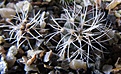 Нажмите на изображение для увеличения.

Название:	Gymnocalycium_papschii_WP111.jpg
Просмотров:	861
Размер:	139.2 Кб
ID:	344923