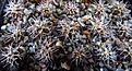 Нажмите на изображение для увеличения.

Название:	Gymnocalycium_mostii_v.genseri_VG341a.jpg
Просмотров:	869
Размер:	164.5 Кб
ID:	344924