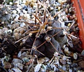 Нажмите на изображение для увеличения.

Название:	Gymnocalycium_tillianum_VG-643.jpg
Просмотров:	875
Размер:	125.4 Кб
ID:	344925