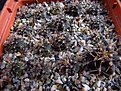 Нажмите на изображение для увеличения.

Название:	1Gymnocalycium_tillianum_VG-643.jpg
Просмотров:	890
Размер:	143.7 Кб
ID:	344926