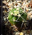 Нажмите на изображение для увеличения.

Название:	Gymnocalycium_denudatum.jpg
Просмотров:	838
Размер:	85.5 Кб
ID:	344927