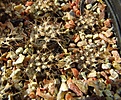 Нажмите на изображение для увеличения.

Название:	Gymnocalycium_spegazzinii.jpg
Просмотров:	874
Размер:	164.7 Кб
ID:	344928