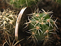 Нажмите на изображение для увеличения.

Название:	Gumnocalycium_andreae.jpg
Просмотров:	878
Размер:	206.0 Кб
ID:	344929