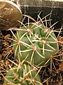 Нажмите на изображение для увеличения.

Название:	Gumnocalycium_baldianum.jpg
Просмотров:	719
Размер:	207.1 Кб
ID:	344930