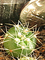 Нажмите на изображение для увеличения.

Название:	Gumnocalycium_denudatum_intermedium.jpg
Просмотров:	857
Размер:	211.1 Кб
ID:	344931