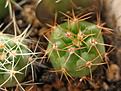 Нажмите на изображение для увеличения.

Название:	Gumnocalycium_neuhuberiGN-77-1181.jpg
Просмотров:	738
Размер:	224.1 Кб
ID:	344932