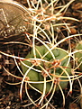 Нажмите на изображение для увеличения.

Название:	Gumnocalycium_saglionis.jpg
Просмотров:	862
Размер:	219.5 Кб
ID:	344933