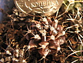 Нажмите на изображение для увеличения.

Название:	Gumnocalycium_Choco.jpg
Просмотров:	853
Размер:	223.2 Кб
ID:	344934