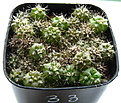 Нажмите на изображение для увеличения.

Название:	GYMNOCALYCIUM_nigriareolatum_densispinumSTO89-257.jpg
Просмотров:	553
Размер:	181.8 Кб
ID:	344938