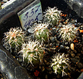 Нажмите на изображение для увеличения.

Название:	Gymnocalycium bruchii v. pawlovskyi VG-545.jpg
Просмотров:	548
Размер:	234.6 Кб
ID:	344955