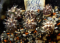 Нажмите на изображение для увеличения.

Название:	Gymnocalycium poeschlii VG-1309.jpg
Просмотров:	551
Размер:	228.8 Кб
ID:	344956