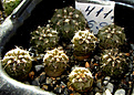 Нажмите на изображение для увеличения.

Название:	Gymnocalycium spegazzinii (sarkae)VG-127.jpg
Просмотров:	557
Размер:	248.3 Кб
ID:	344957