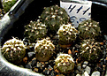 Нажмите на изображение для увеличения.

Название:	Gymnocalycium spegazzinii (sarkae)VG-127.jpg
Просмотров:	492
Размер:	248.3 Кб
ID:	344957