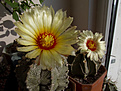 Нажмите на изображение для увеличения.

Название:	Astrophytum_CAPAS_и_Astrophytum_crassispinum.jpg
Просмотров:	161
Размер:	245.9 Кб
ID:	344963