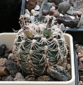 Нажмите на изображение для увеличения.

Название:	Gymnocalycium_bruchii_HA230.jpg
Просмотров:	230
Размер:	203.1 Кб
ID:	344971